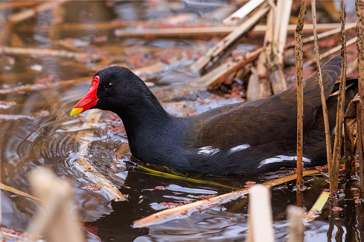  Gallinula chloropus in icy water